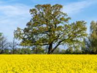 Stattliche Eiche hinter Rapsfeld beim Heinrichwinkel nahe Übersee